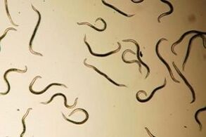 pinworms from the human body