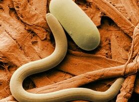 Helminths