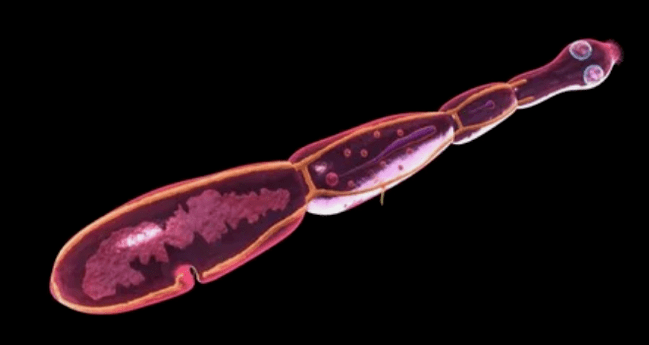 Exinococcus