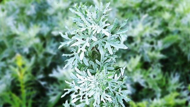 how to take wormwood for parasites