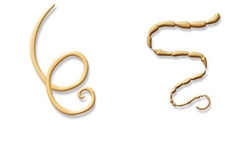 Human parasites are roundworms and tapeworms