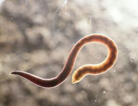 a worm parasite of humans