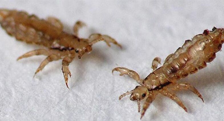 Head lice are ectoparasites that cause head lice.